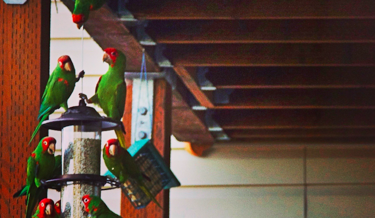 Meet The Wild Parrots Of Corona Heights
