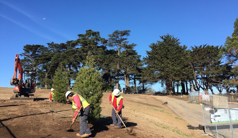 Planting For 50 Donated Alamo Square Trees Breaks Ground