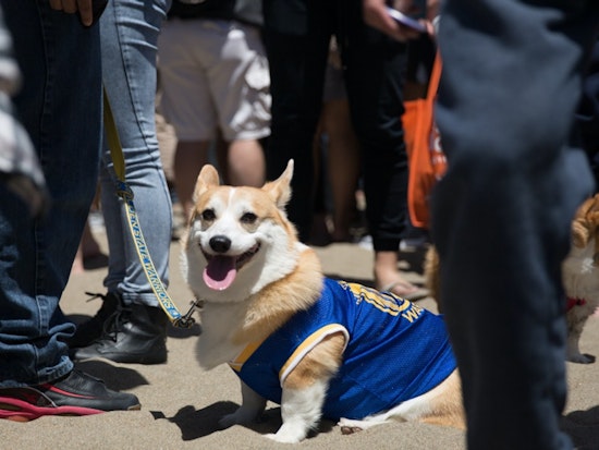 Corgi Con + 9 Other Kickass Things To Do In The Outside Lands This Week