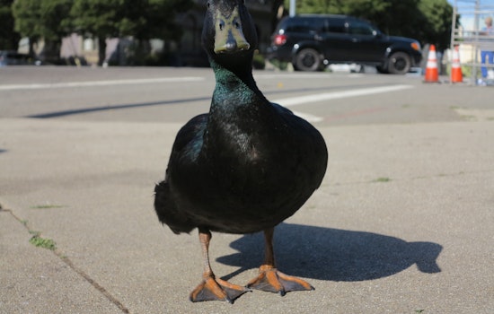 RIP Lil' Wayne, 'The People's Duck'