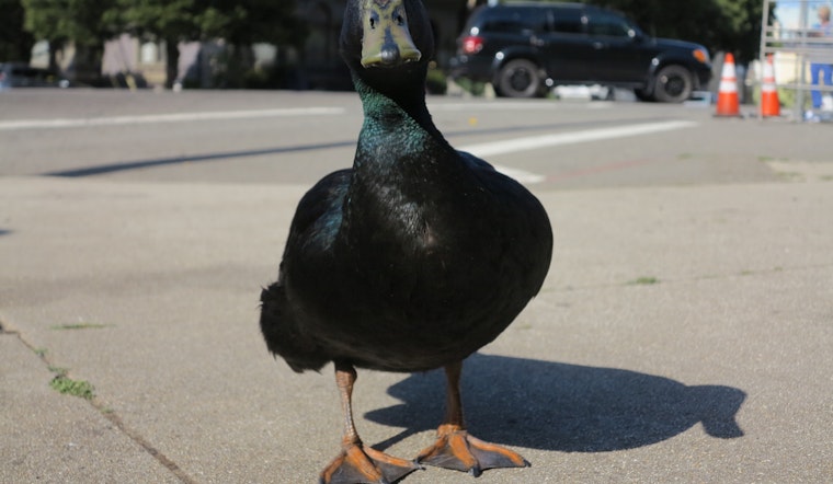 RIP Lil' Wayne, 'The People's Duck'