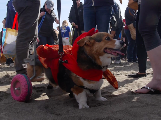 Relive The Cuteness That Is Corgi Con [Video]