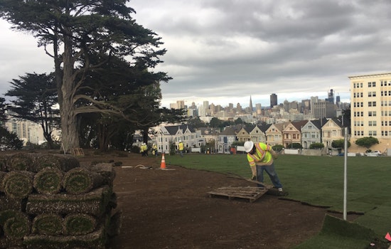 With Arrival Of New Sod, Green Grass Returns To Alamo Square Park