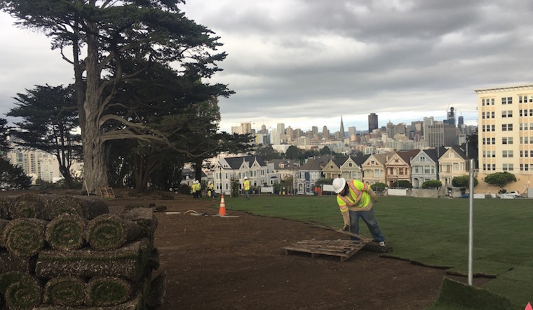 With Arrival Of New Sod, Green Grass Returns To Alamo Square Park