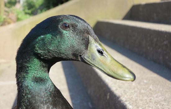 Family Of 'People's Duck' Lil' Wayne Launches Memorial Fundraiser