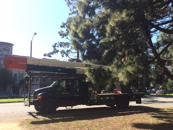 Park-Goers Beware: Downed Tree Limbs Abound In Panhandle, Golden Gate Park