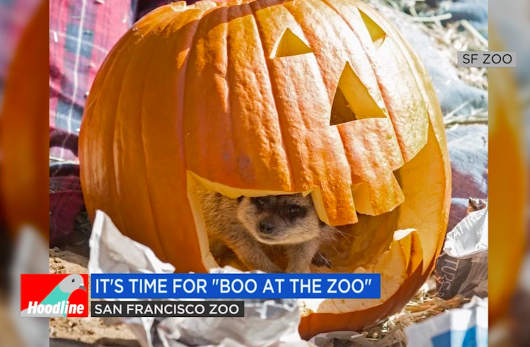 Watch Your Weekend Highlights, From A Thriller Flash Mob To Boo At The Zoo [Video]