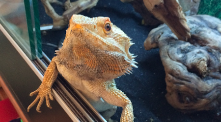 Help Find Sticky, The Mission's Missing Bearded Dragon