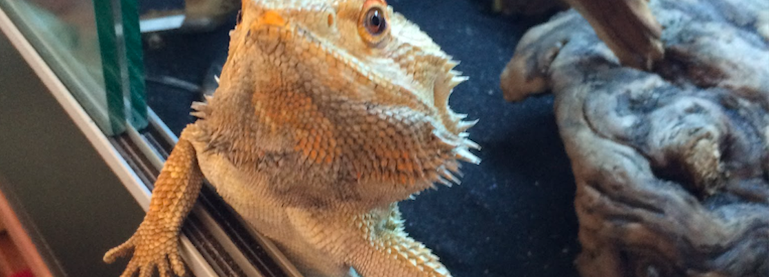 Help Find Sticky, The Mission's Missing Bearded Dragon