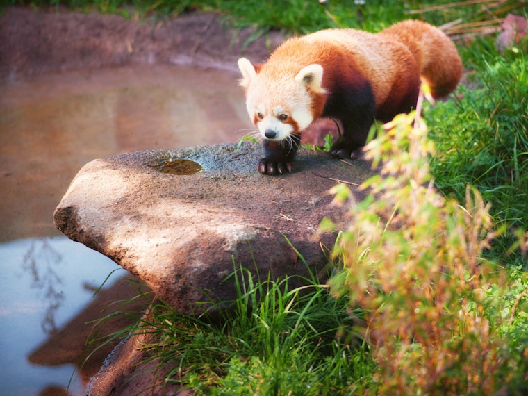 Stressed About The Election? Kick Back With The SF Zoo's Red Panda Video Stream