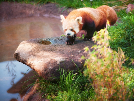 Stressed About The Election? Kick Back With The SF Zoo's Red Panda Video Stream