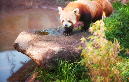 Stressed About The Election? Kick Back With The SF Zoo's Red Panda Video Stream