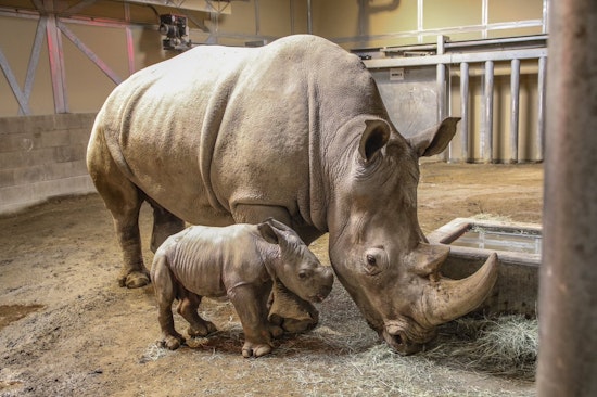 Fresno's week on Twitter: Sports, zoo news and what the weather wasn't