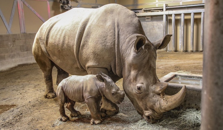 Fresno's week on Twitter: Sports, zoo news and what the weather wasn't