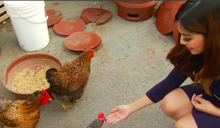 This Weekend: Chill With Chickens And Goats, Cope With Coffee, Enjoy Hip-Hop Dance [Video]
