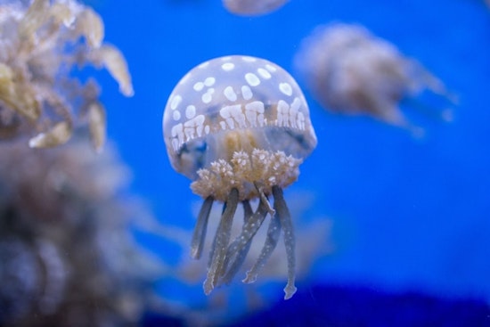 Valentine's Day at the aquarium, and other learning events in Seattle this week