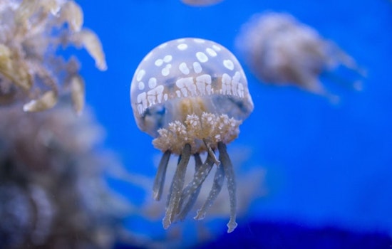 Valentine's Day at the aquarium, and other learning events in Seattle this week