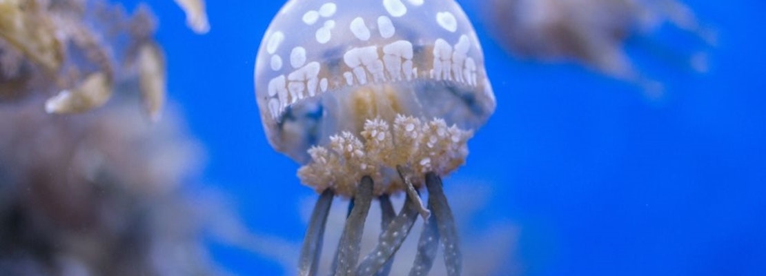 Valentine's Day at the aquarium, and other learning events in Seattle this week