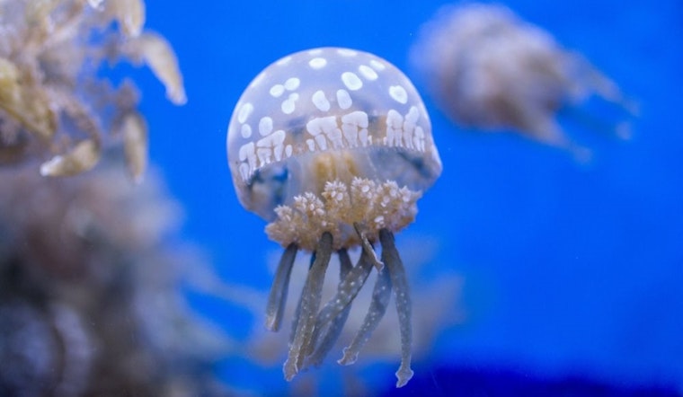 Valentine's Day at the aquarium, and other learning events in Seattle this week