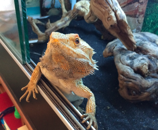 Missing Bearded Dragon 'Sticky' Returns Unscathed