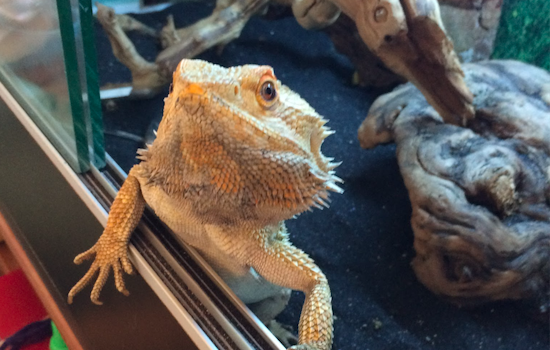 Missing Bearded Dragon 'Sticky' Returns Unscathed