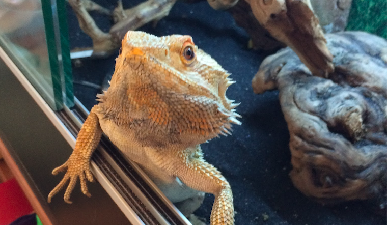 Missing Bearded Dragon 'Sticky' Returns Unscathed