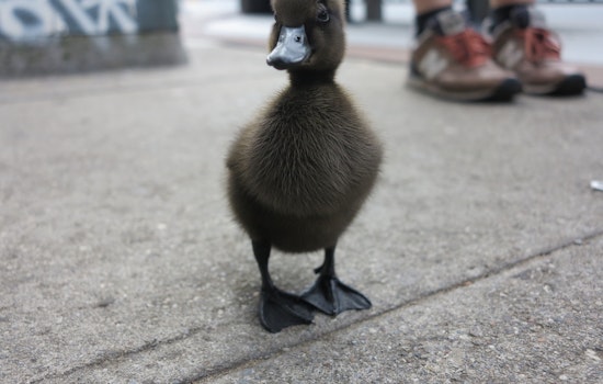 Meet 'Bernie Quackers,' The Baby Duck We've All Been Waiting For