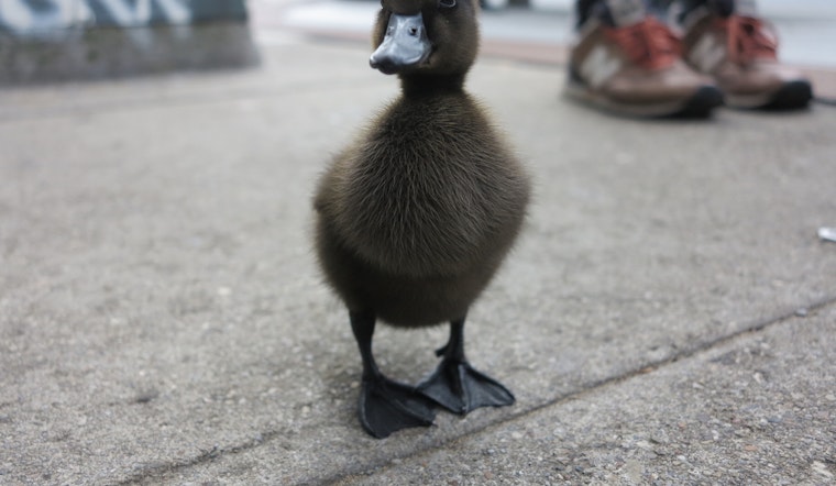 Meet 'Bernie Quackers,' The Baby Duck We've All Been Waiting For