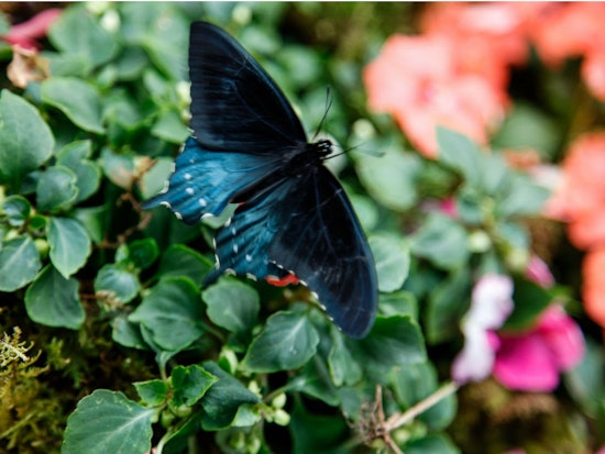'Butterflies & Blooms' Opens Today At Conservatory Of Flowers