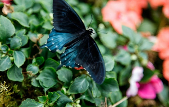 'Butterflies & Blooms' Opens Today At Conservatory Of Flowers