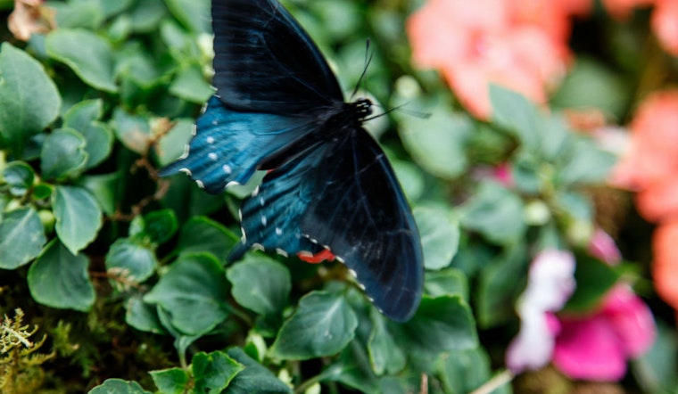 'Butterflies & Blooms' Opens Today At Conservatory Of Flowers