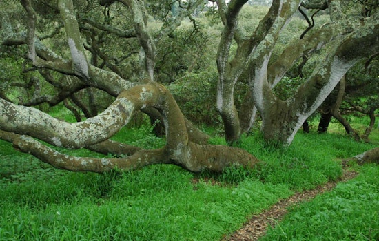 5 Great Ways To Get Outside Around The Upper Haight This Weekend