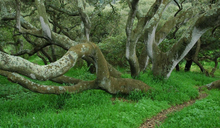 5 Great Ways To Get Outside Around The Upper Haight This Weekend