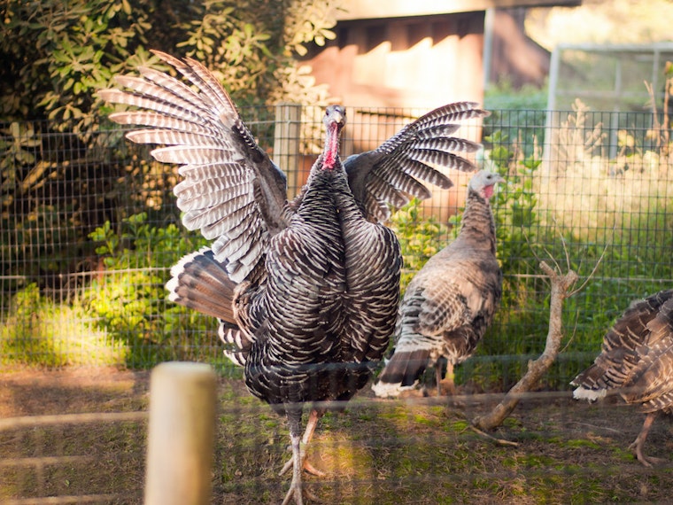 Recover From Thanksgiving With These Outer Sunset Events