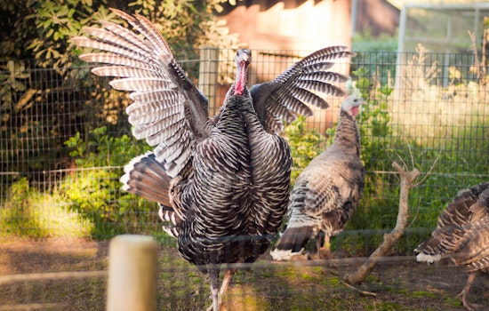Recover From Thanksgiving With These Outer Sunset Events