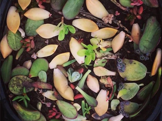 New 'Library of Life' Seed & Plant Bank Offers Grassroots Approach To Biodiversity