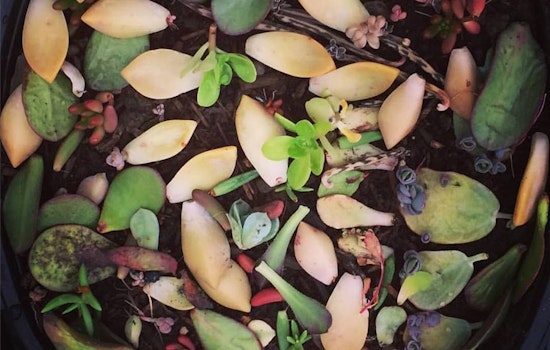 New 'Library of Life' Seed & Plant Bank Offers Grassroots Approach To Biodiversity