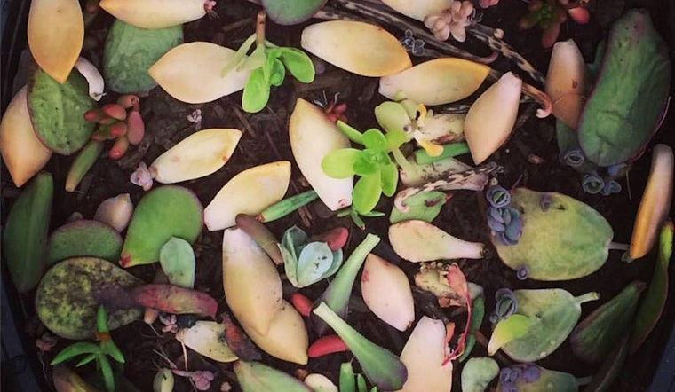 New 'Library of Life' Seed & Plant Bank Offers Grassroots Approach To Biodiversity