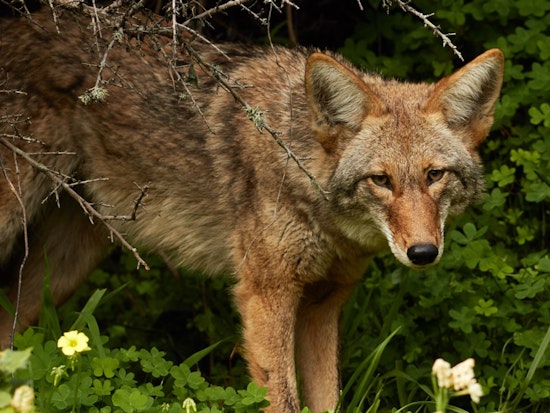 'Misguided Kindness' Putting Bernal Hill Coyote In Danger