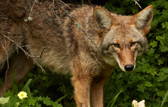 'Misguided Kindness' Putting Bernal Hill Coyote In Danger