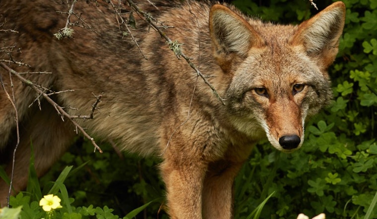 'Misguided Kindness' Putting Bernal Hill Coyote In Danger