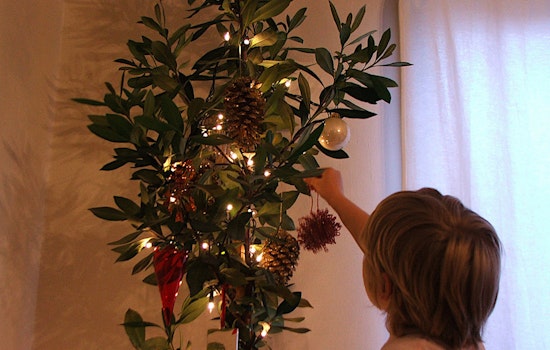 Program Lets San Franciscans Adopt Future Street Trees As Holiday Trees
