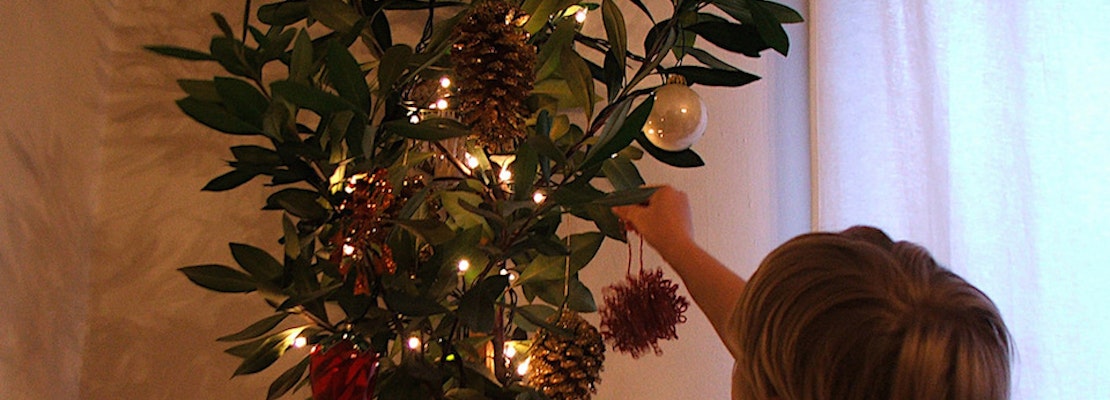 Program Lets San Franciscans Adopt Future Street Trees As Holiday Trees