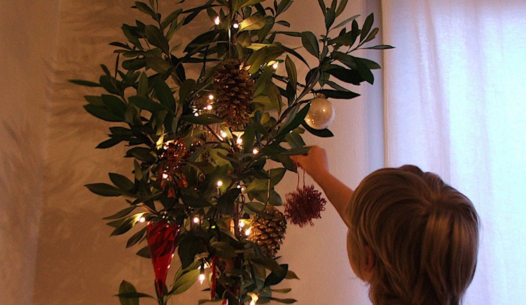 Program Lets San Franciscans Adopt Future Street Trees As Holiday Trees