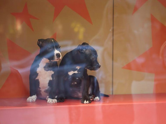 This Weekend: Puppies, Kittens, And Holiday Cheer [Video]