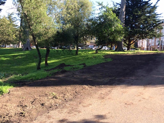 SF Rec & Park Puts Three Dying Plum Trees Out Of Their Misery In GGP