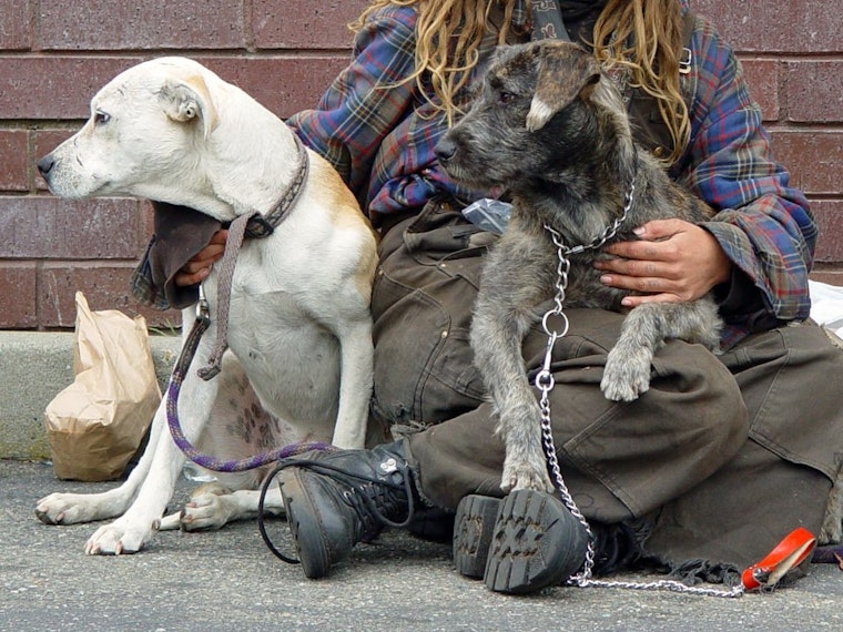Vet SOS, SPCA Keep San Francisco’s Homeless Pets Healthy