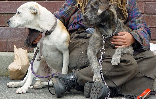 Vet SOS, SPCA Keep San Francisco’s Homeless Pets Healthy