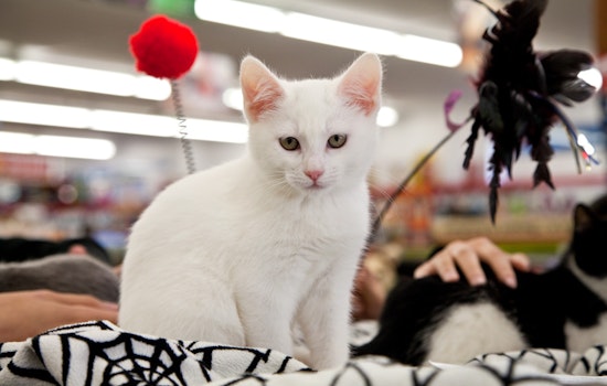 Purrchance Rescue: Finding Homes For Kittens In Need