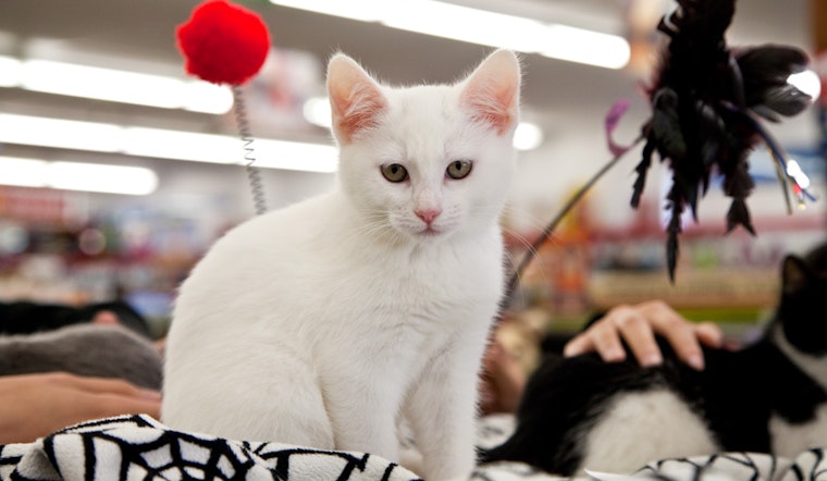Purrchance Rescue: Finding Homes For Kittens In Need